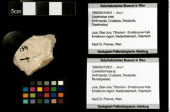 Foto (Objekt + Etiketten) von Culmenformosa sp. 